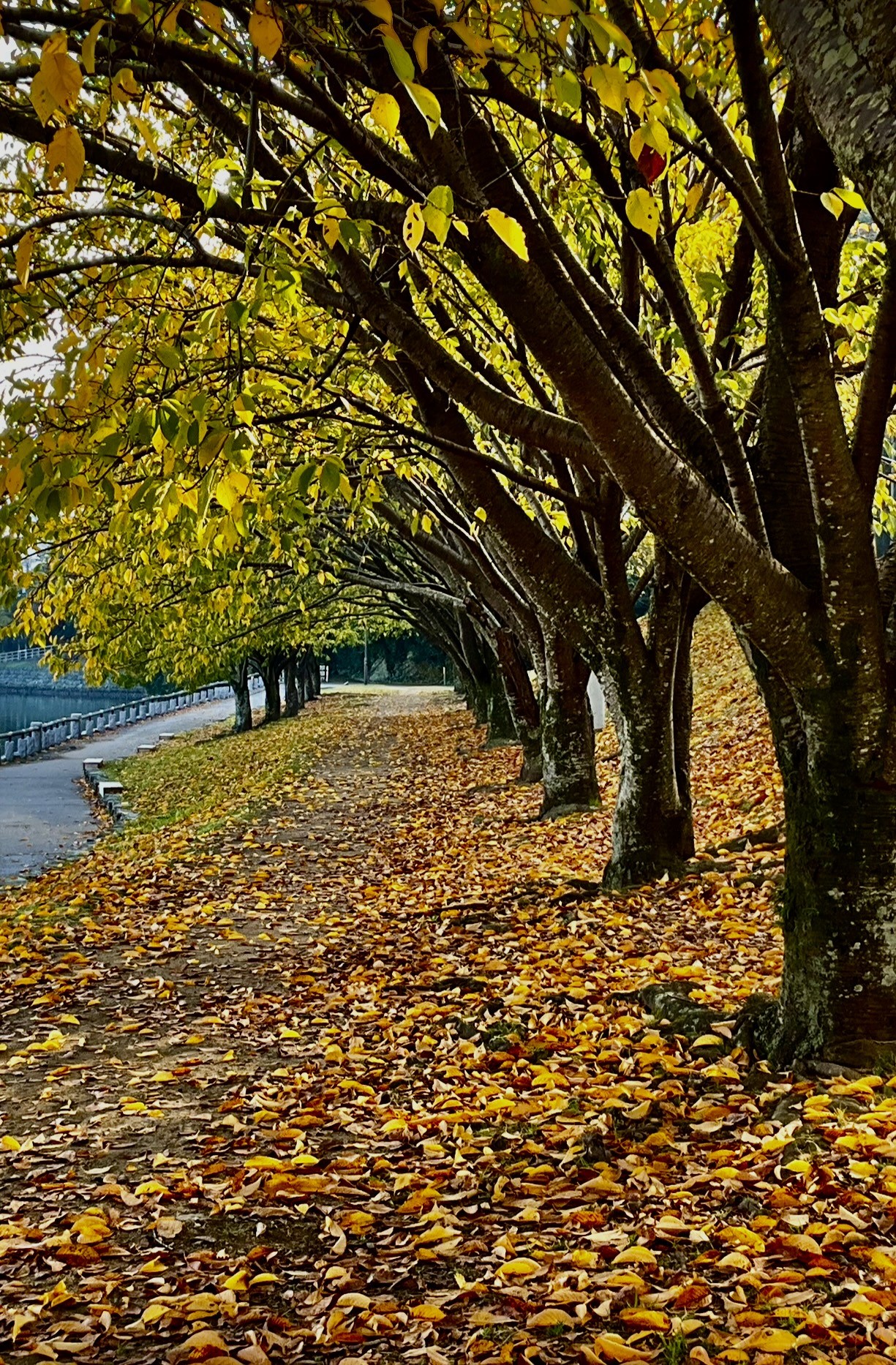 １１月２７日　撮影